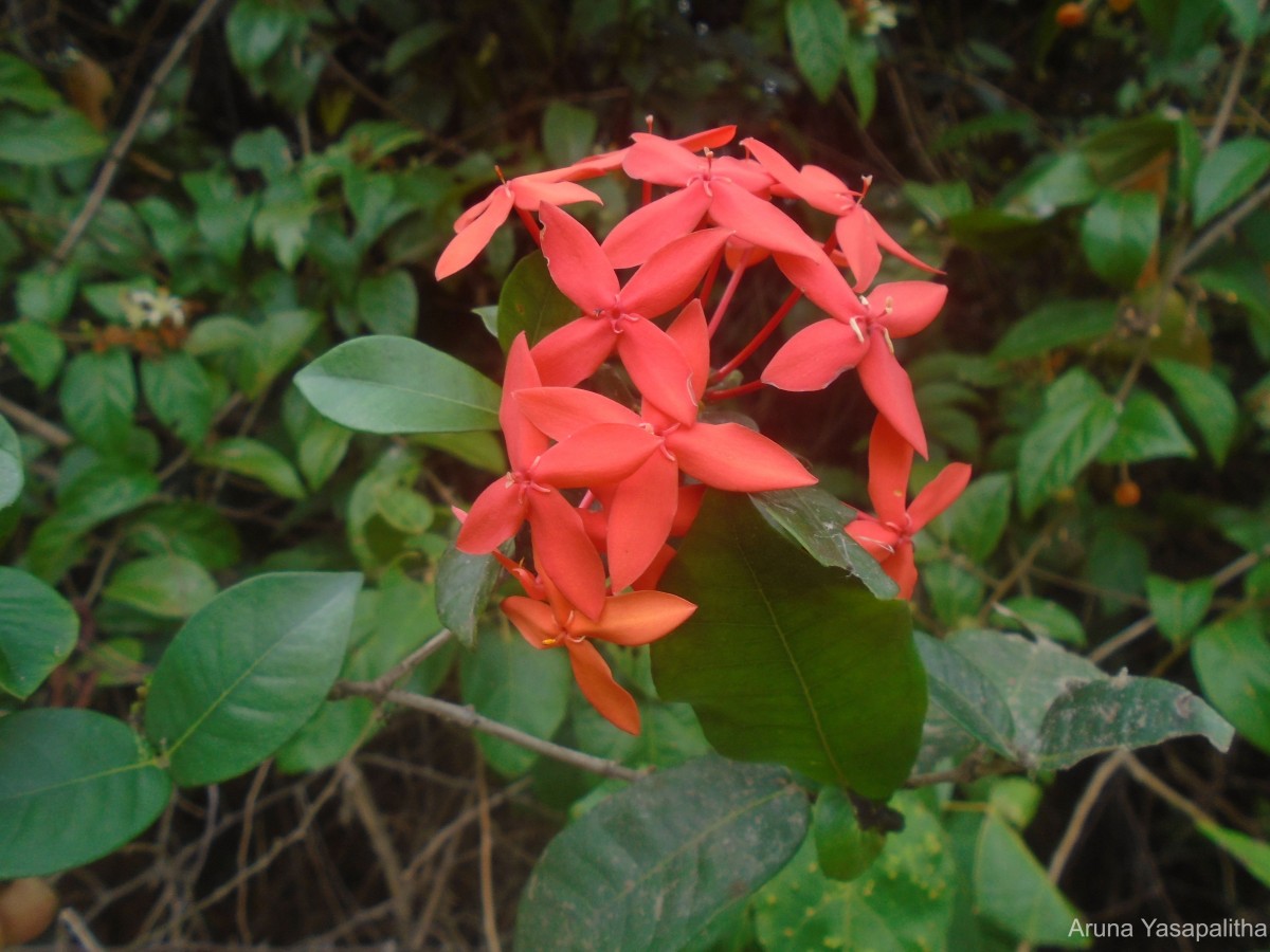 Ixora coccinea L.